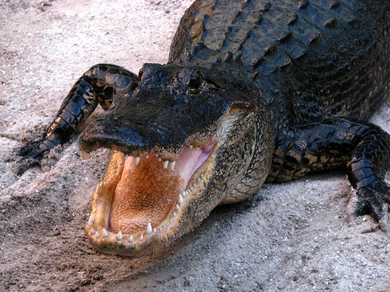 Everglades-Holiday-Park-Gator-Show-031