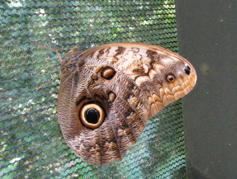 Fincas-Naturales-Butterfly-Garden-Costa-Rica-017