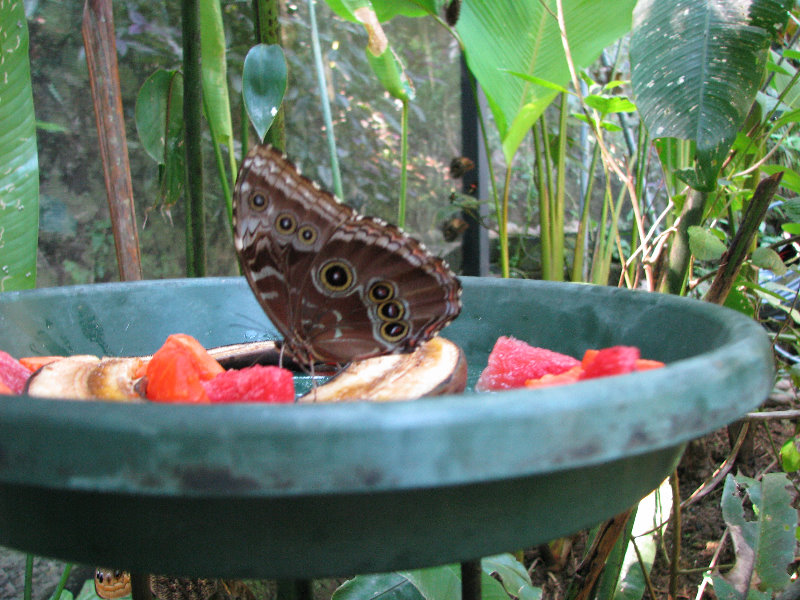 Fincas-Naturales-Butterfly-Garden-Costa-Rica-020