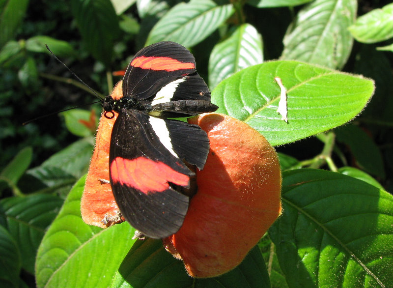 Fincas-Naturales-Butterfly-Garden-Costa-Rica-025