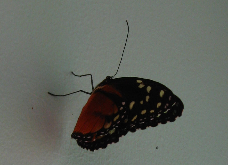 Fincas-Naturales-Butterfly-Garden-Costa-Rica-030