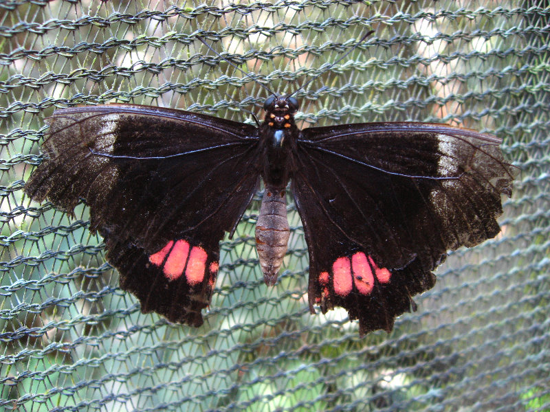 Fincas-Naturales-Butterfly-Garden-Costa-Rica-039