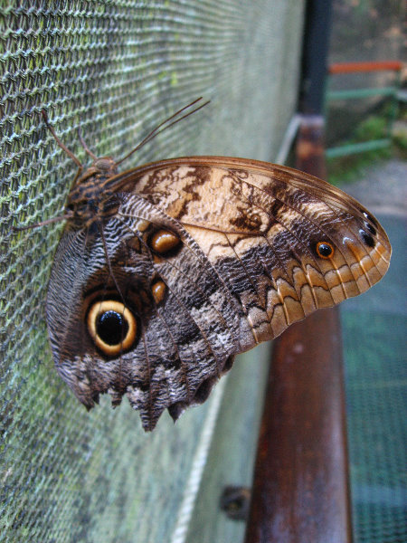 Fincas-Naturales-Butterfly-Garden-Costa-Rica-040