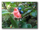 Fincas-Naturales-Butterfly-Garden-Costa-Rica-012