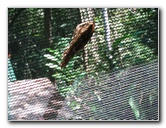 Fincas-Naturales-Butterfly-Garden-Costa-Rica-016