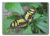 Fincas-Naturales-Butterfly-Garden-Costa-Rica-024