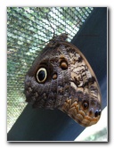 Fincas-Naturales-Butterfly-Garden-Costa-Rica-038