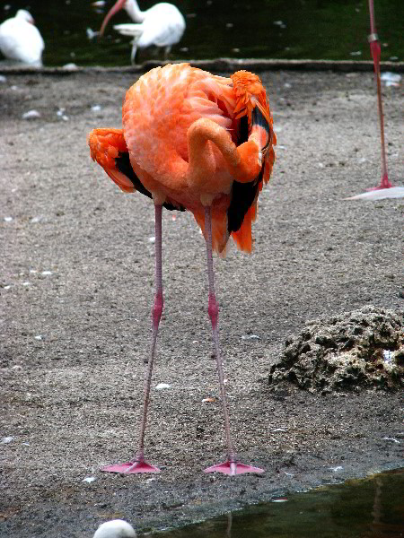 Flamingo-Gardens-Davie-FL-031