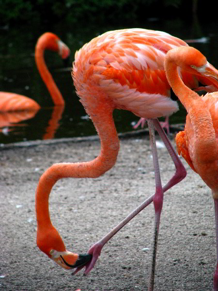 Flamingo-Gardens-Davie-FL-047