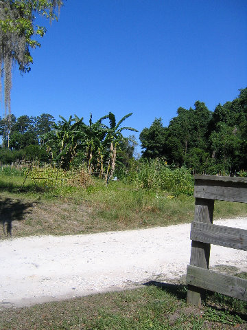 Gainesville-Student-Agricultural-Gardens-02