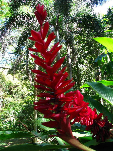 Garden-of-the-Sleeping-Giant-Nadi-Viti-Levu-Fiji-036