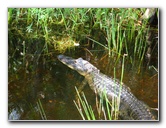 Gator-Park-Airboat-Ride-019
