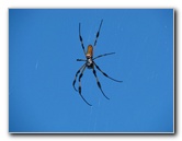 Golden-Silk-Banana-Spiders-Red-Reef-Park-Boca-Raton-FL-005