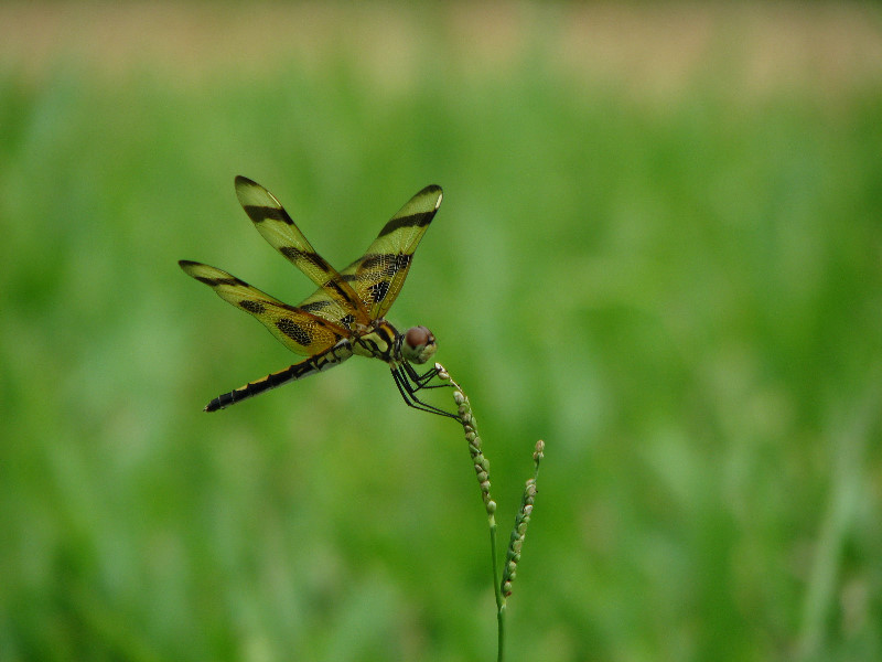 Halloween-Pennant-Dragonflies-Boca-Raton-FL-001