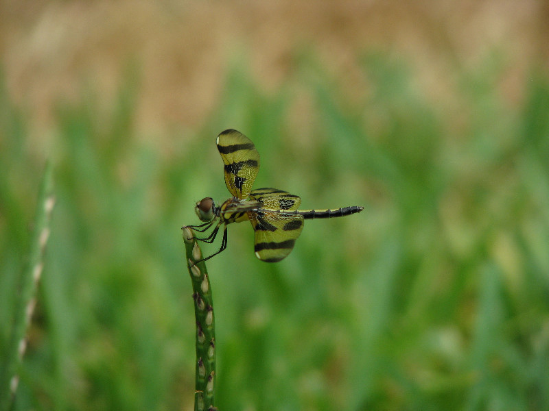 Halloween-Pennant-Dragonflies-Boca-Raton-FL-006