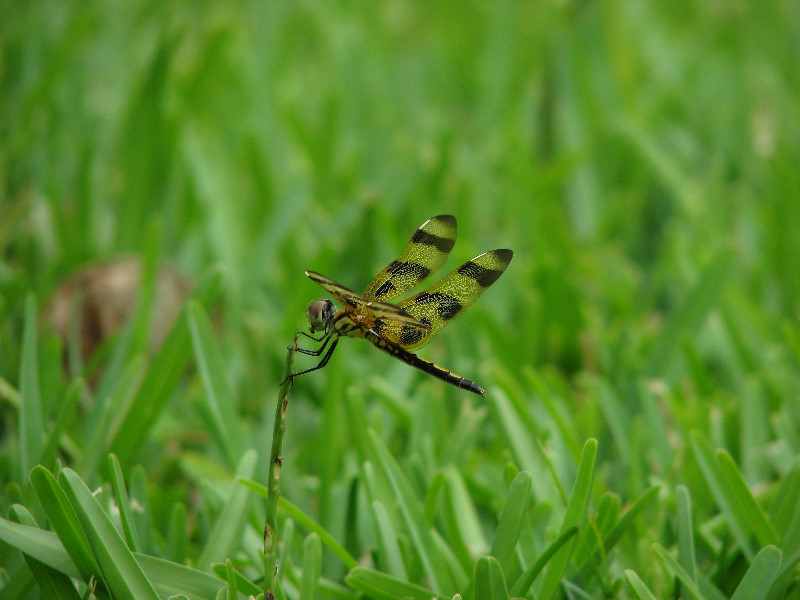 Halloween-Pennant-Dragonflies-Boca-Raton-FL-007