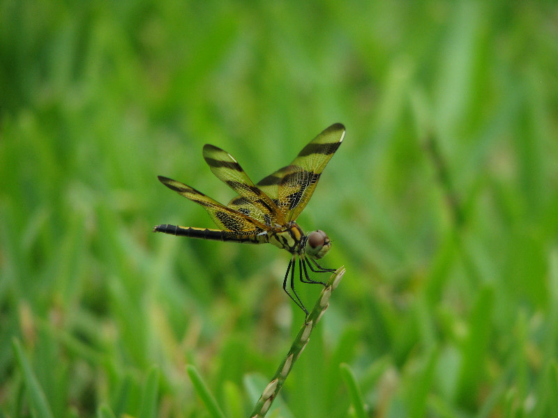 Halloween-Pennant-Dragonflies-Boca-Raton-FL-014