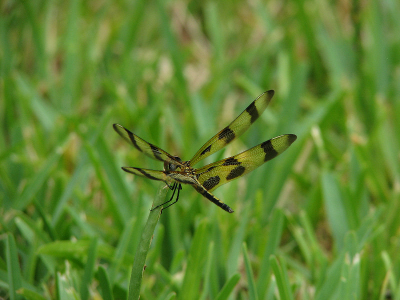 Halloween-Pennant-Dragonflies-Boca-Raton-FL-018