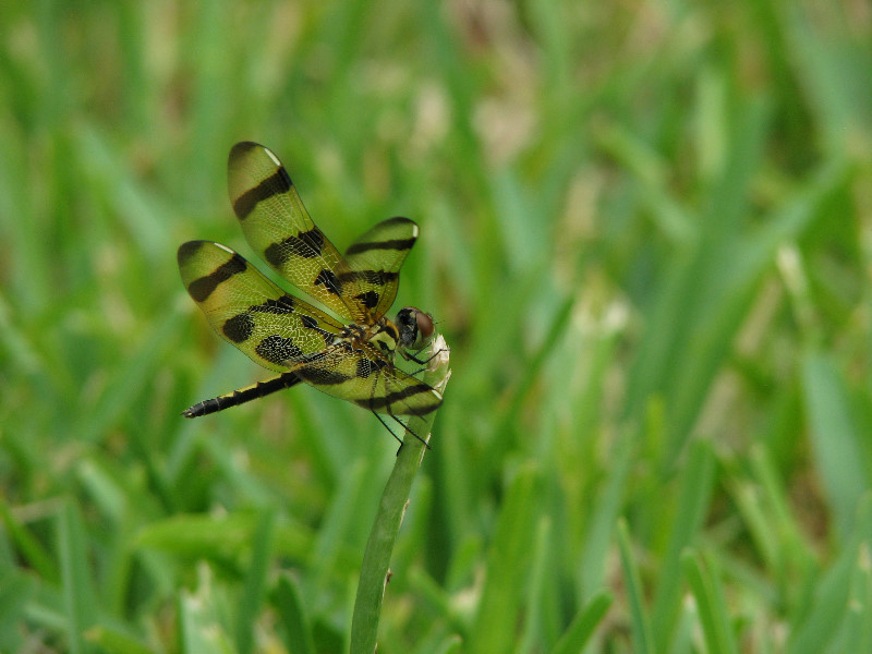 Halloween-Pennant-Dragonflies-Boca-Raton-FL-019