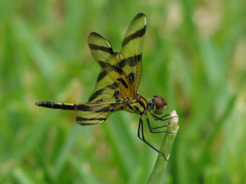 Halloween-Pennant-Dragonflies-Boca-Raton-FL-021