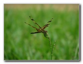 Halloween-Pennant-Dragonflies-Boca-Raton-FL-002