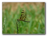Halloween-Pennant-Dragonflies-Boca-Raton-FL-004