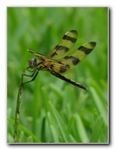 Halloween-Pennant-Dragonflies-Boca-Raton-FL-008