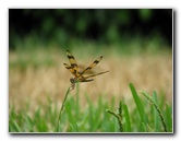 Halloween-Pennant-Dragonflies-Boca-Raton-FL-009