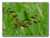 Halloween-Pennant-Dragonflies-Boca-Raton-FL-011
