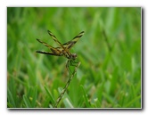 Halloween-Pennant-Dragonflies-Boca-Raton-FL-015