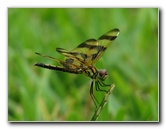 Halloween-Pennant-Dragonflies-Boca-Raton-FL-016