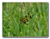 Halloween-Pennant-Dragonflies-Boca-Raton-FL-017