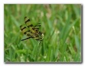Halloween-Pennant-Dragonflies-Boca-Raton-FL-019