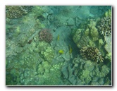 Hookena-Beach-Park-Snorkeling-Big-Island-Hawaii-046