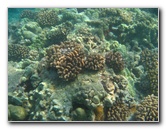 Hookena-Beach-Park-Snorkeling-Big-Island-Hawaii-053
