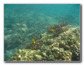 Hookena-Beach-Park-Snorkeling-Big-Island-Hawaii-056