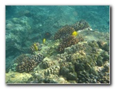 Hookena-Beach-Park-Snorkeling-Big-Island-Hawaii-057