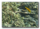 Hookena-Beach-Park-Snorkeling-Big-Island-Hawaii-069