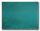 Hookena-Beach-Park-Snorkeling-Big-Island-Hawaii-074