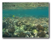 Hookena-Beach-Park-Snorkeling-Big-Island-Hawaii-076