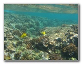 Hookena-Beach-Park-Snorkeling-Big-Island-Hawaii-078