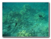 Hookena-Beach-Park-Snorkeling-Big-Island-Hawaii-081