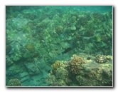 Hookena-Beach-Park-Snorkeling-Big-Island-Hawaii-085
