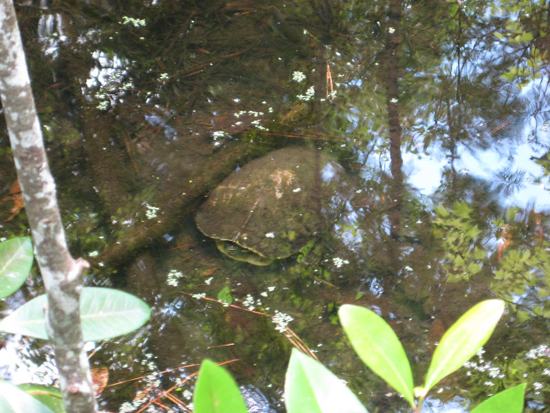 Jacksonville-Arboretum-and-Gardens-Jacksonville-FL-039