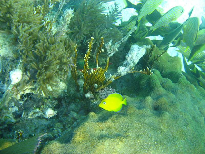 John-Pennekamp-Coral-Reef-Park-Snorkeling-Tour-002