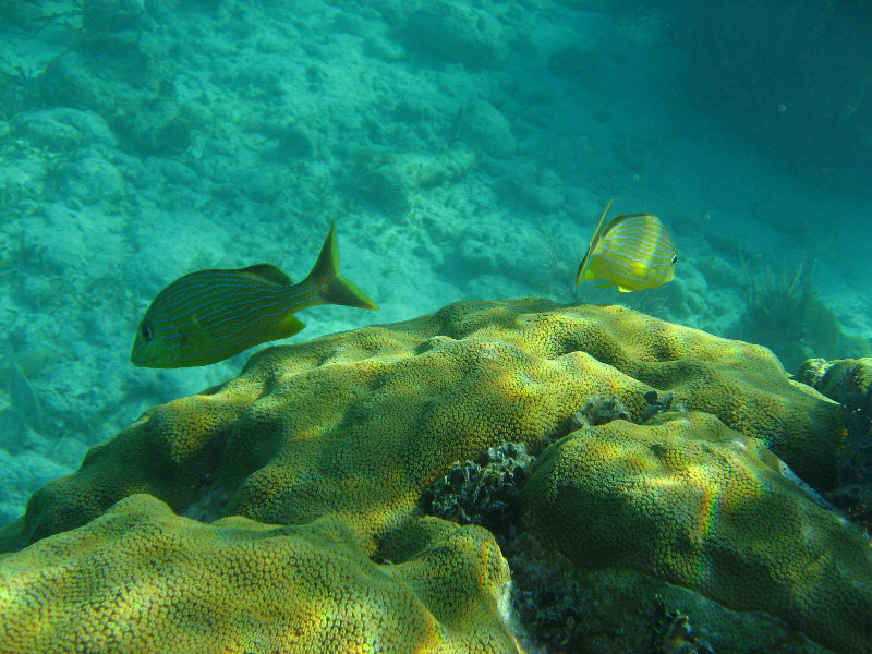 John-Pennekamp-Coral-Reef-Park-Snorkeling-Tour-026