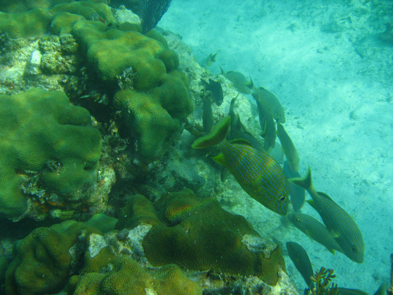 John-Pennekamp-Coral-Reef-Park-Snorkeling-Tour-058