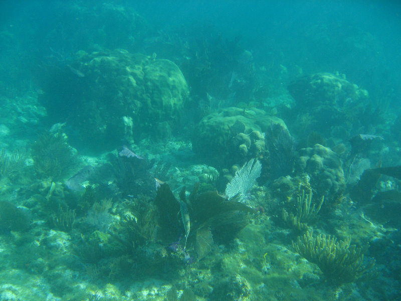 John-Pennekamp-Coral-Reef-Park-Snorkeling-Tour-160