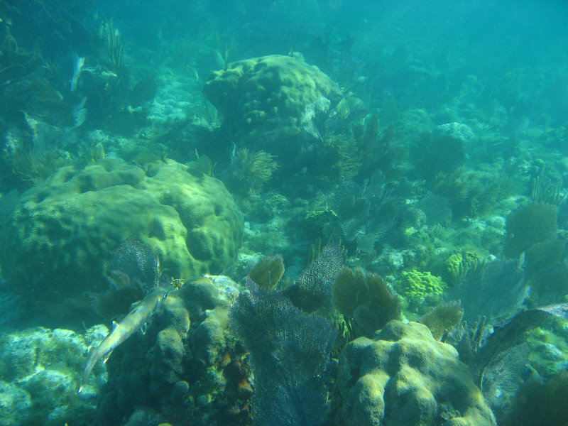 John-Pennekamp-Coral-Reef-Park-Snorkeling-Tour-163