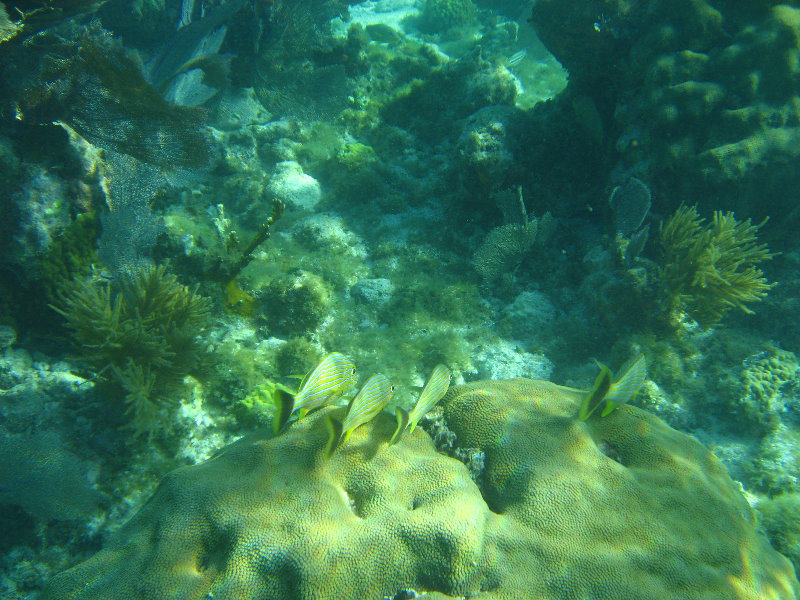 John-Pennekamp-Coral-Reef-Park-Snorkeling-Tour-167